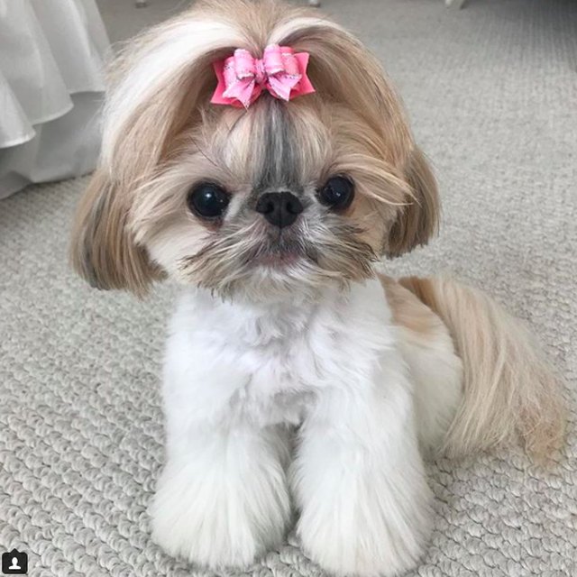 Imperial Shih Tzu Dog Breed Facts & Information | Cuteness