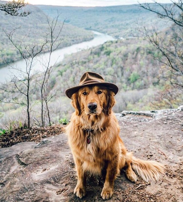 cute dogs in hats