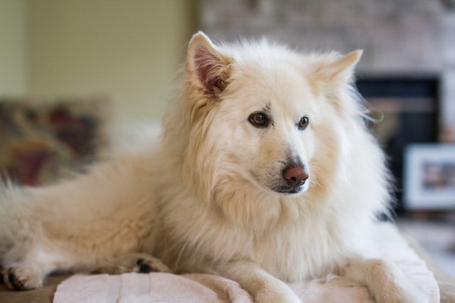 How to Make a White Dog White Again | Cuteness