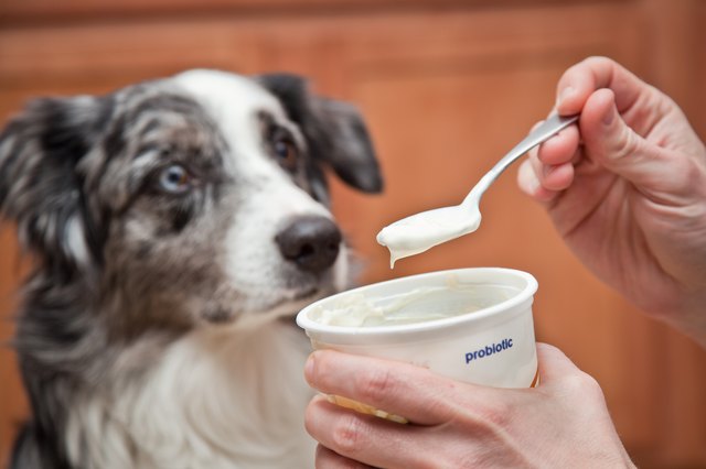 how-to-treat-dog-diarrhea-cuteness