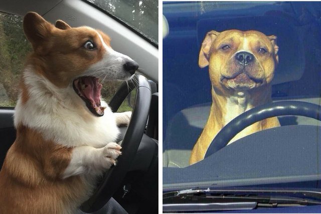 16 Reasons Why We’re Pretty Sure That Driving Dogs, Not Driverless Cars