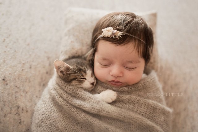 This Baby Kitten Cuddling Are So Cute Itll Kind Of Hurt Your Eyes