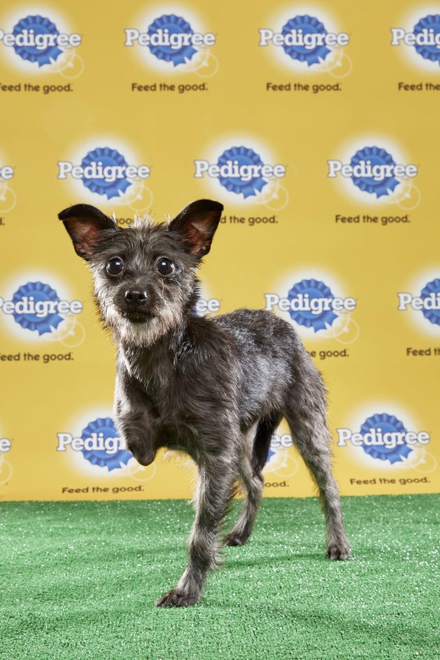 Everything You Need To Know About Puppy Bowl XIII Cuteness