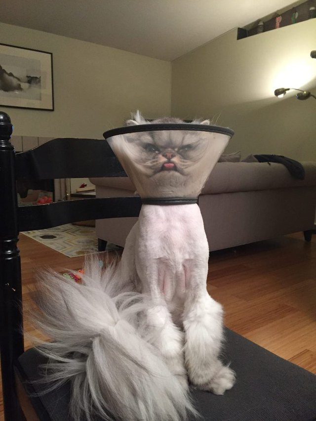 Literally Just 16 Of The Funniest Cat Pictures We've Ever Seen | Cuteness