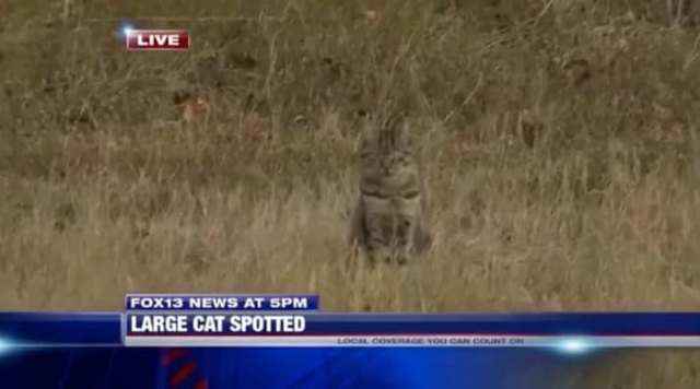 House Cat Confused For Cougar Crashes News Broadcast At The Exact Right