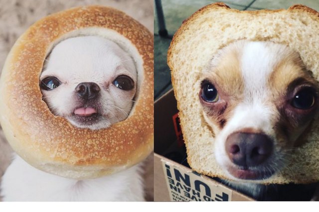 is-flour-bad-for-dogs-cuteness