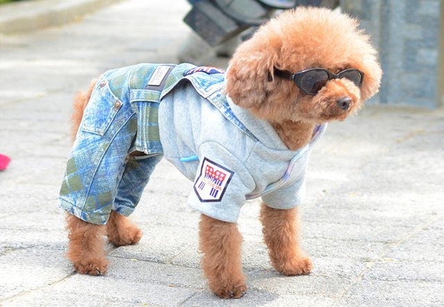 18 Dogs In Jean Shorts Who Are Ready For Spring Break | Cuteness