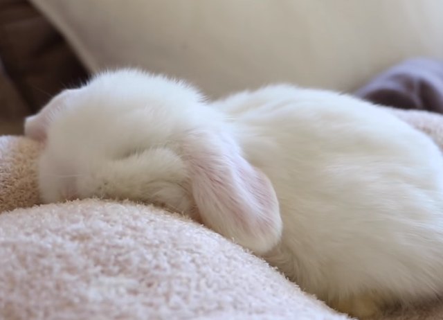 Just 29 Baby Bunnies Sleeping Like Absolute Weirdos | Cuteness