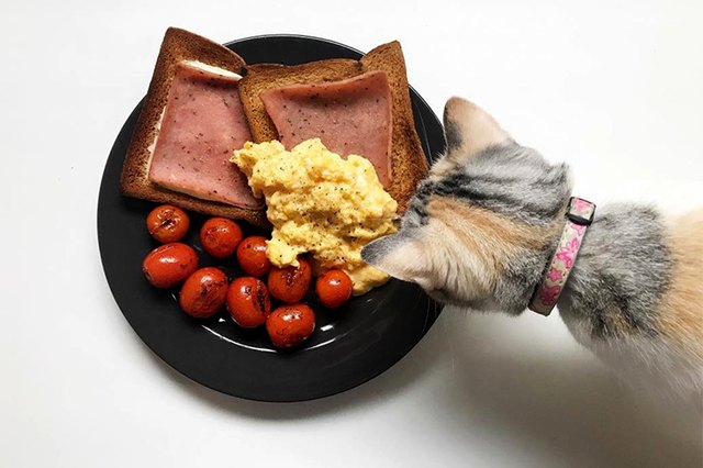 These 23 Foodie  Pets Are The Next Pretentious Trend We Can 