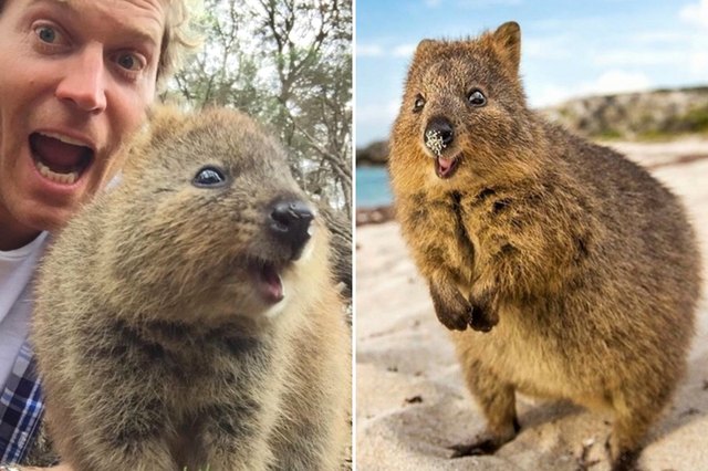 Quokkas Are The Cutest Critters You Should Probably Be Taking A Selfie ...