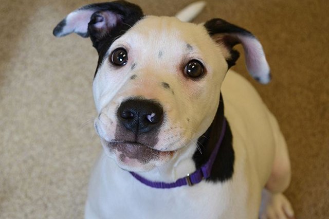 Puppy Born With Selfie On Ear Will Leave You Seeing Double | Cuteness