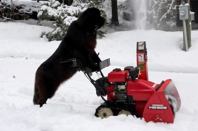 Dog Pushing Snow Blower Is Living In The Year 3018 | Cuteness