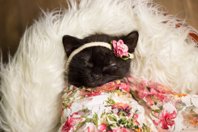 Peacefully Sleeping Kitten Is The Newborn You Need To Hold Right Meow ...