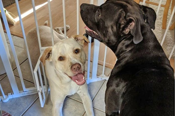 dog in cat door