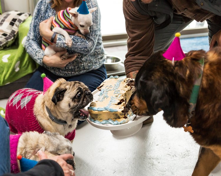 This Vintage Pet Retirement Home Gives Senior Pets A New Leash On Life