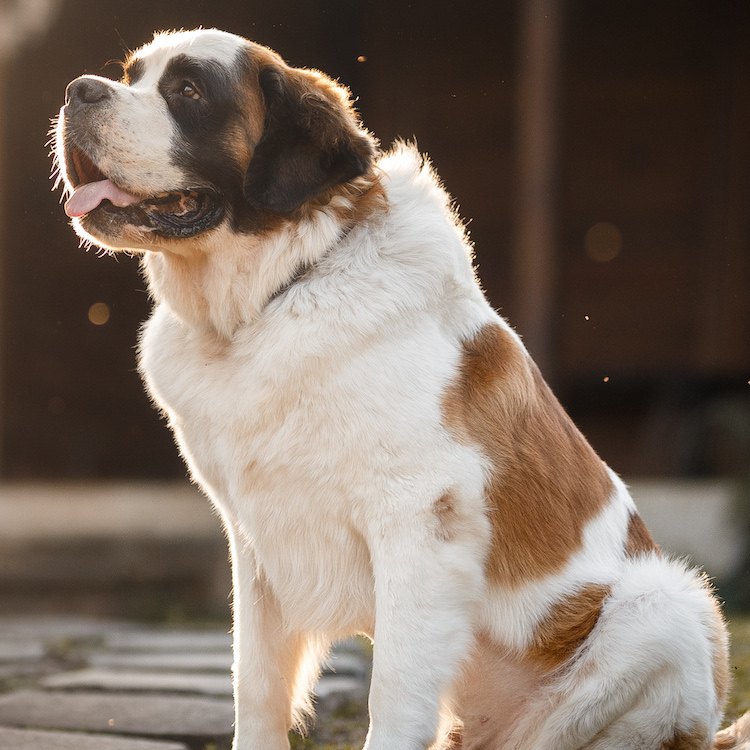 A happy St. Bernard looking beyond while sitting in a backyard at dusk.