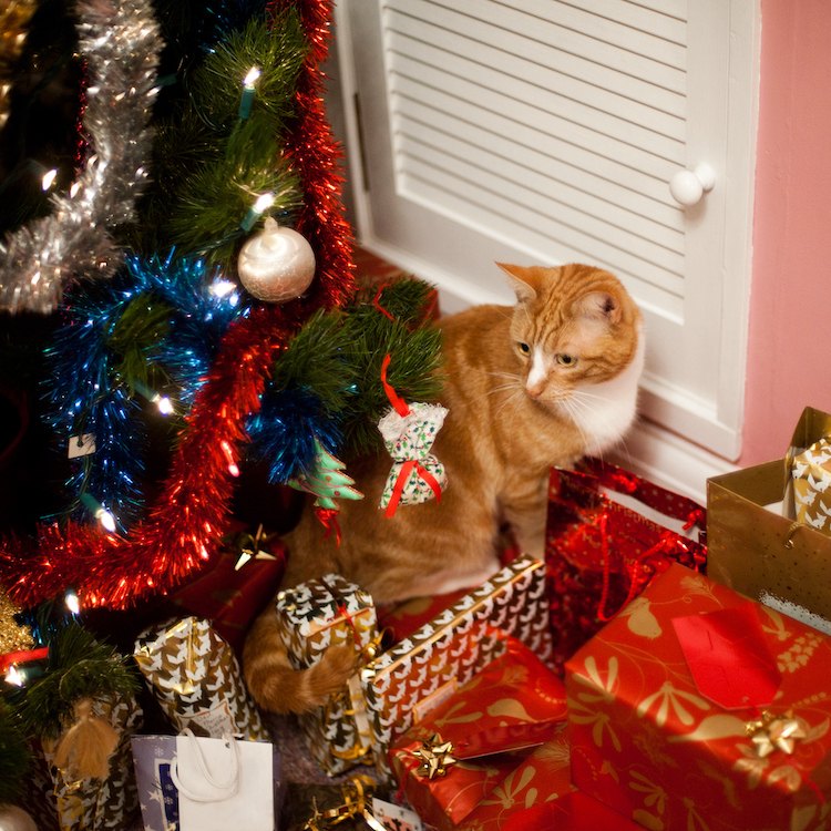Ginger and white cat looking at presents under a decorated Christmas tree by a pink wall. 