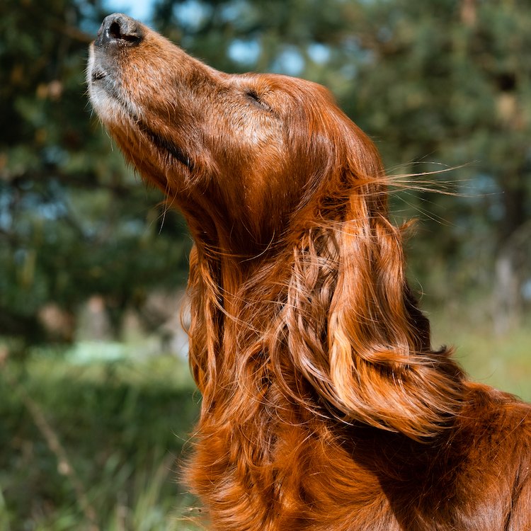 Irish setter dog closing their eyes and looking content while basking in the sun. 