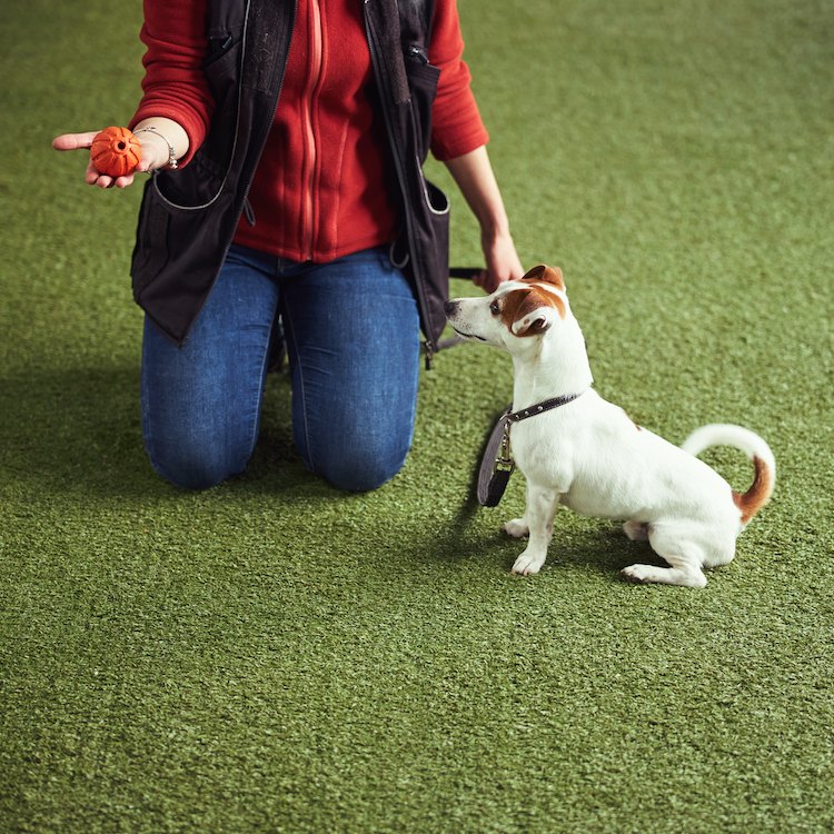 A small dog looking up at a person's hand holding an orange ball for training purposes.