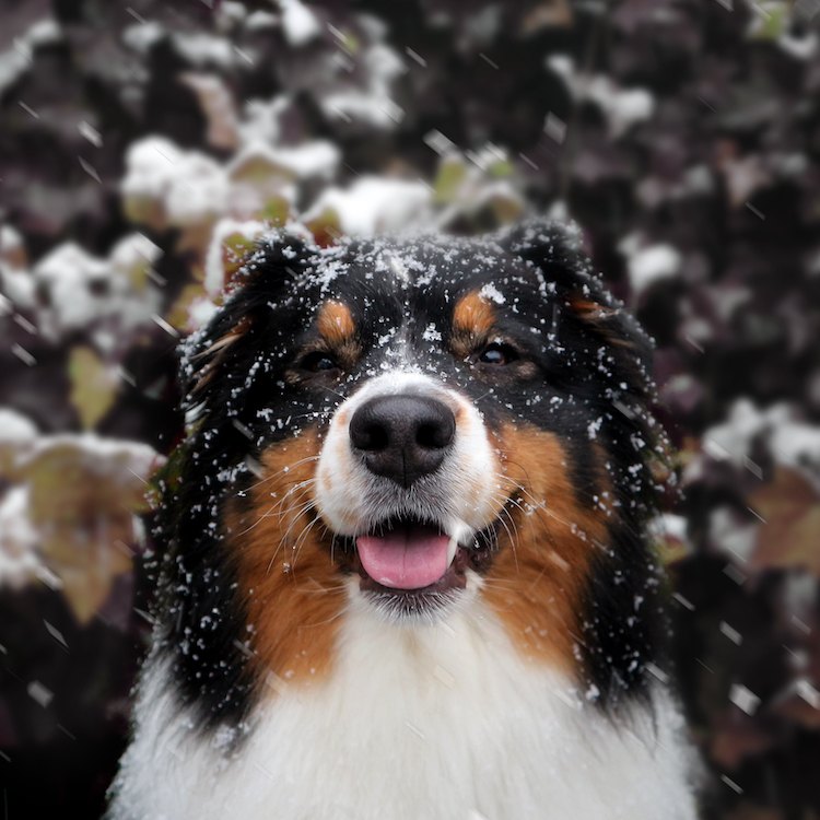 A happy Bernese Mountain dog looking at the camera with their tongue out and snowflakes dusting their face. 