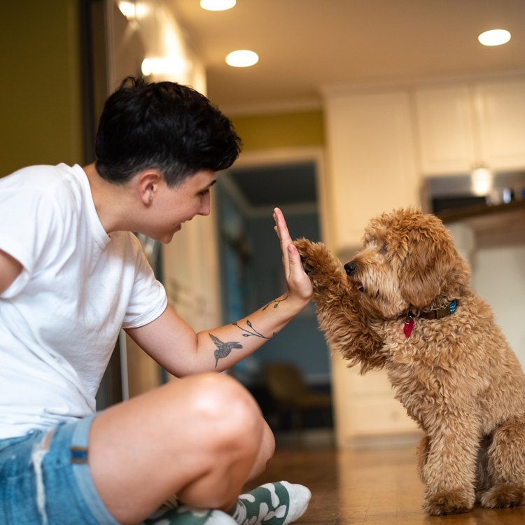 Adorable miniature Golden Doodle Puppy is being trained by his gender non conforming owner. Image Credit: 	Spiderplay/Getty Images
