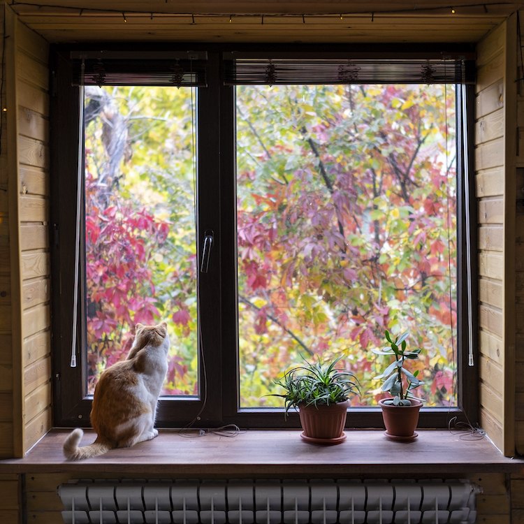 Cat sitting on a windowsill with plants and looking out at the autumn leaves.  