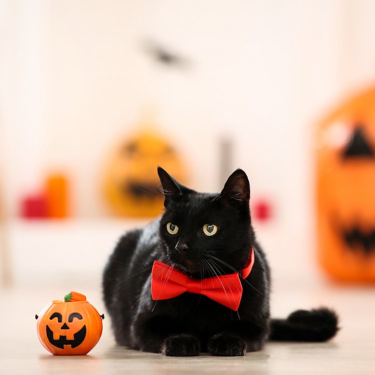 Small black cat in a red bowtie sitting next to a miniature jack-o-lantern.