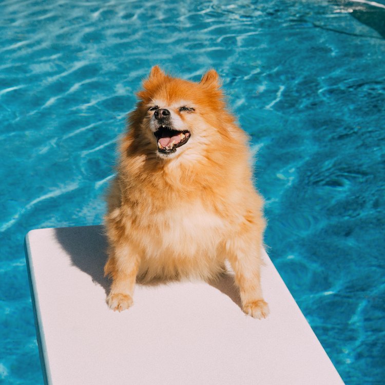 A happy pomeranian sitting on a diving board by a pool 