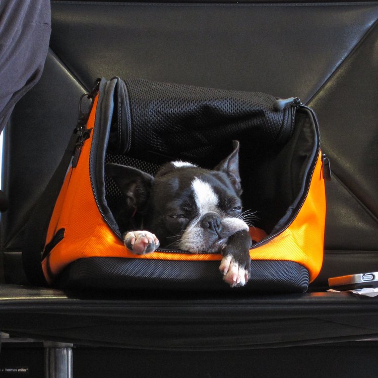 Sleepy dog in an orange travel carrier