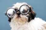 Top 130 Science-Geek Pet Names