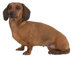 Porn tube - Anal scent glands in dachshunds in Anal scent dachshunds glands