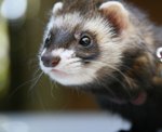 What States Don't Allow Ferrets? | Cuteness