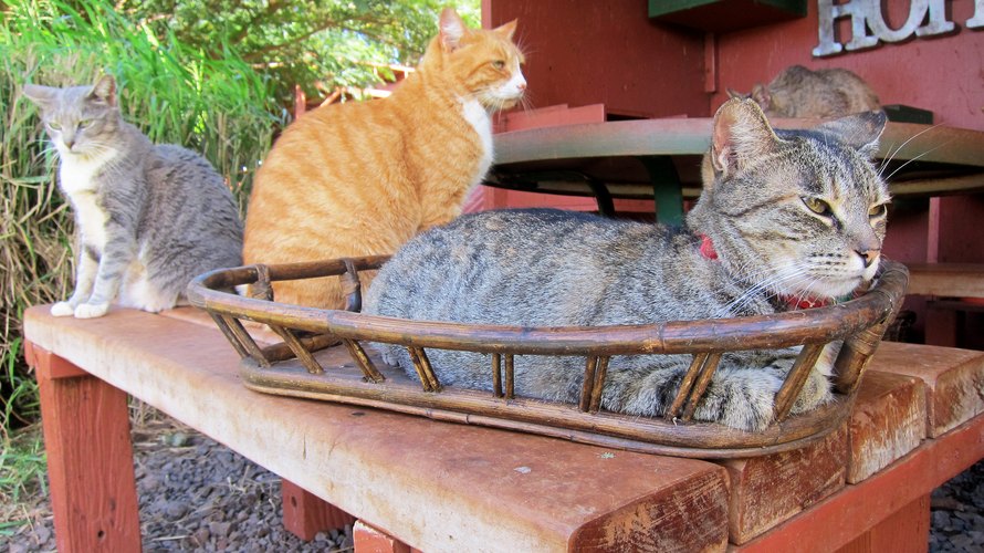 Hawaiian Sanctuary Is Heaven On Earth For Cat Lovers