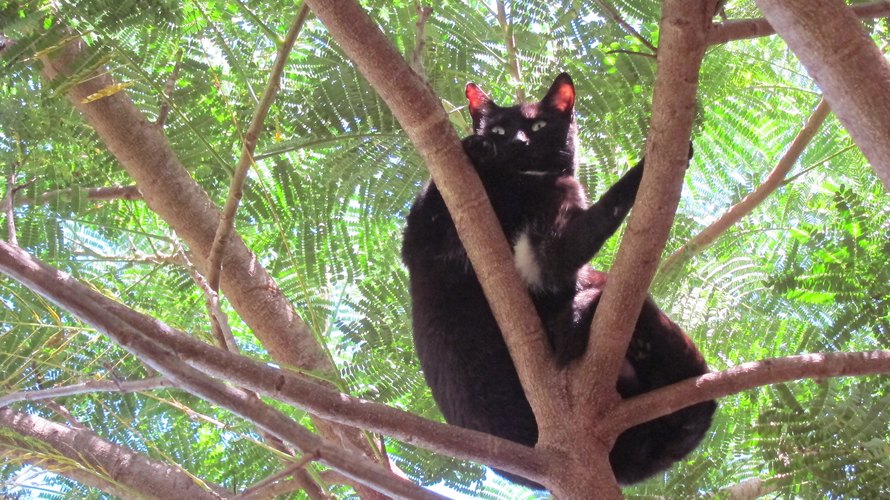 Hawaiian Sanctuary Is Heaven On Earth For Cat Lovers