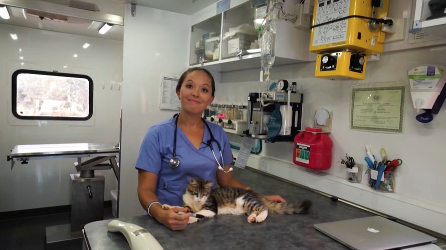 Hawaiian cat sanctuary is new travel goals for 2018